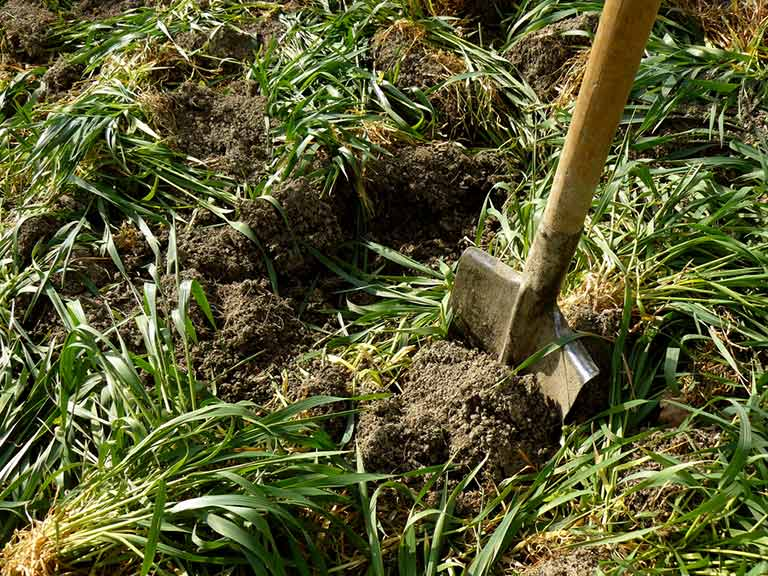 Green Manure
