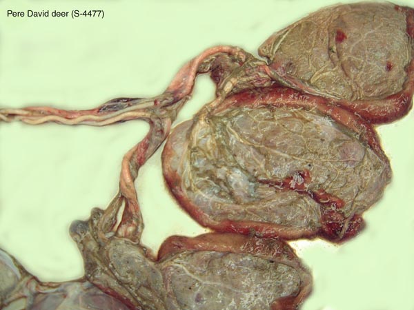 Placenta of singleton Pere David's deer neonate