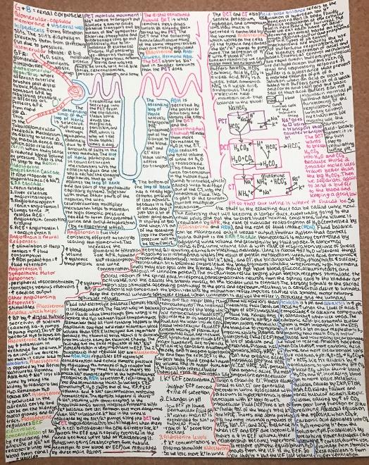 Saw the other cheat sheet allowed on a final. This is my study sheet for an  A&P II exam: we weren't allowed to bring one in, I just wanted to see all