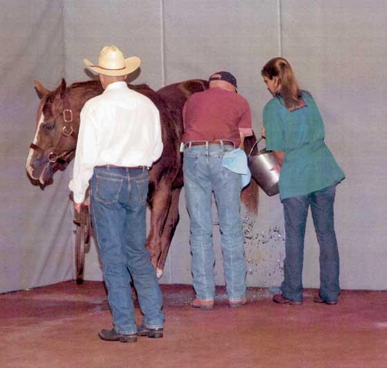 For rinsing a stallion's penis, he should be backed into a padded corner for restraint to reduce hindlimb injury.