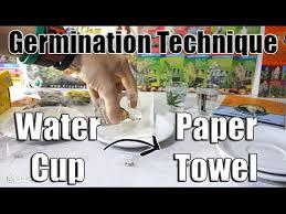 Image result for how to germinate weed seeds Cup of Water + Paper Towel Germination Method