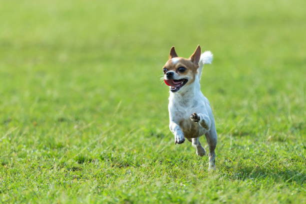 Importance of Maintaining a Healthy Weight for Your Chihuahua