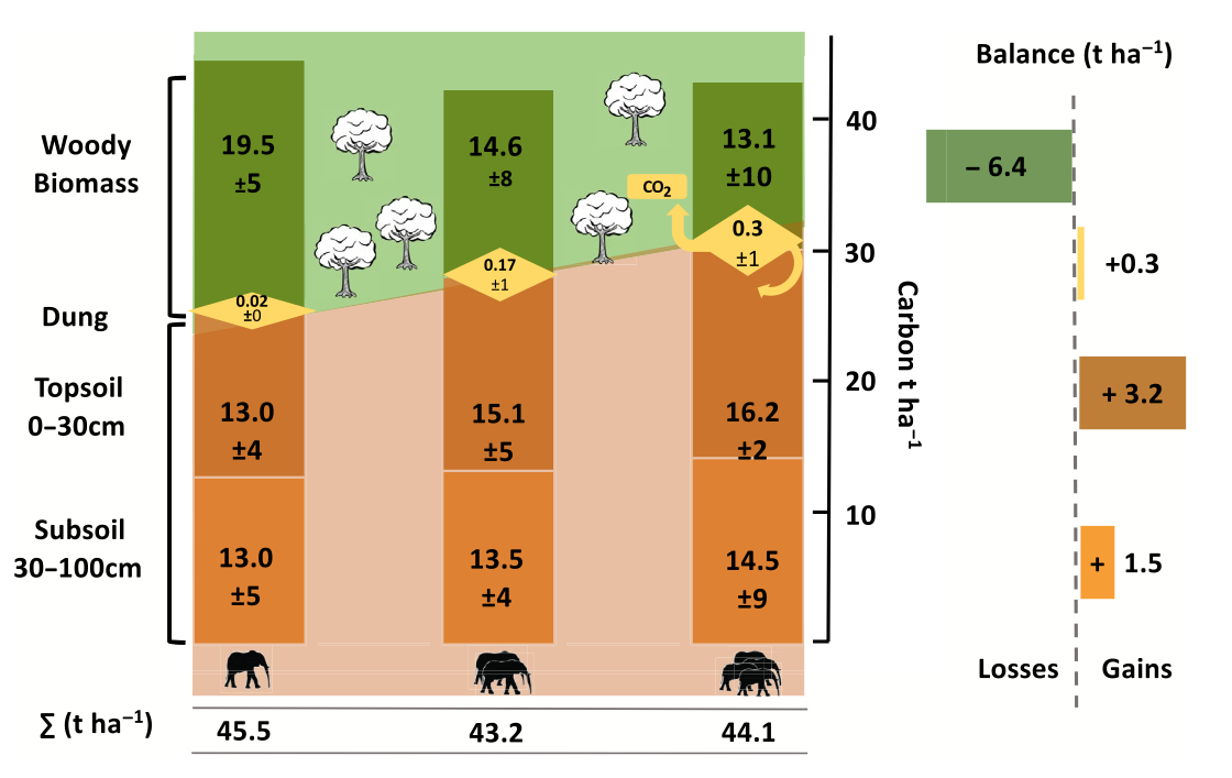graphic showing where the carbon exists in savanna habitat with different levels of elephant activity