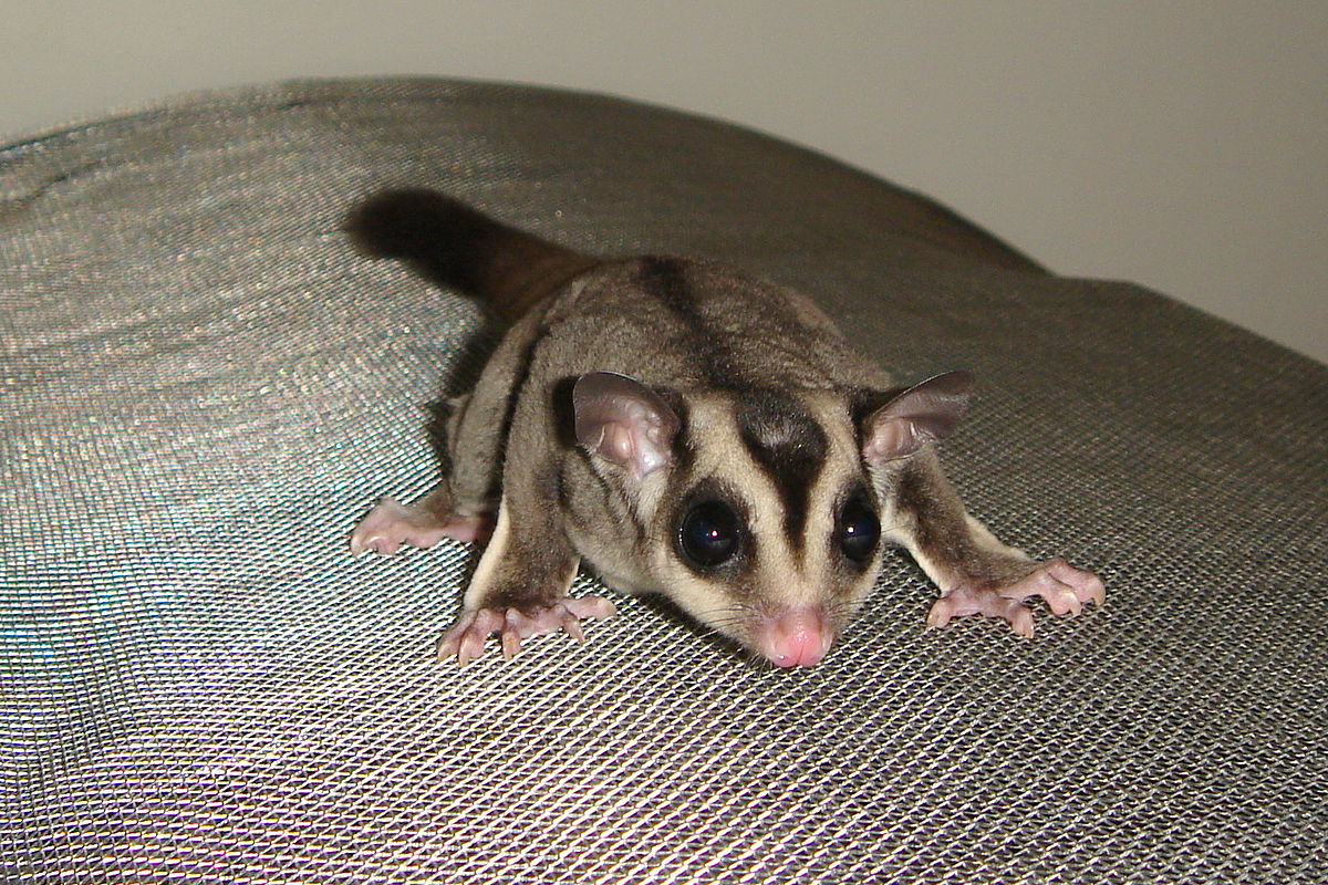 Sugar Gliders Legal In CA