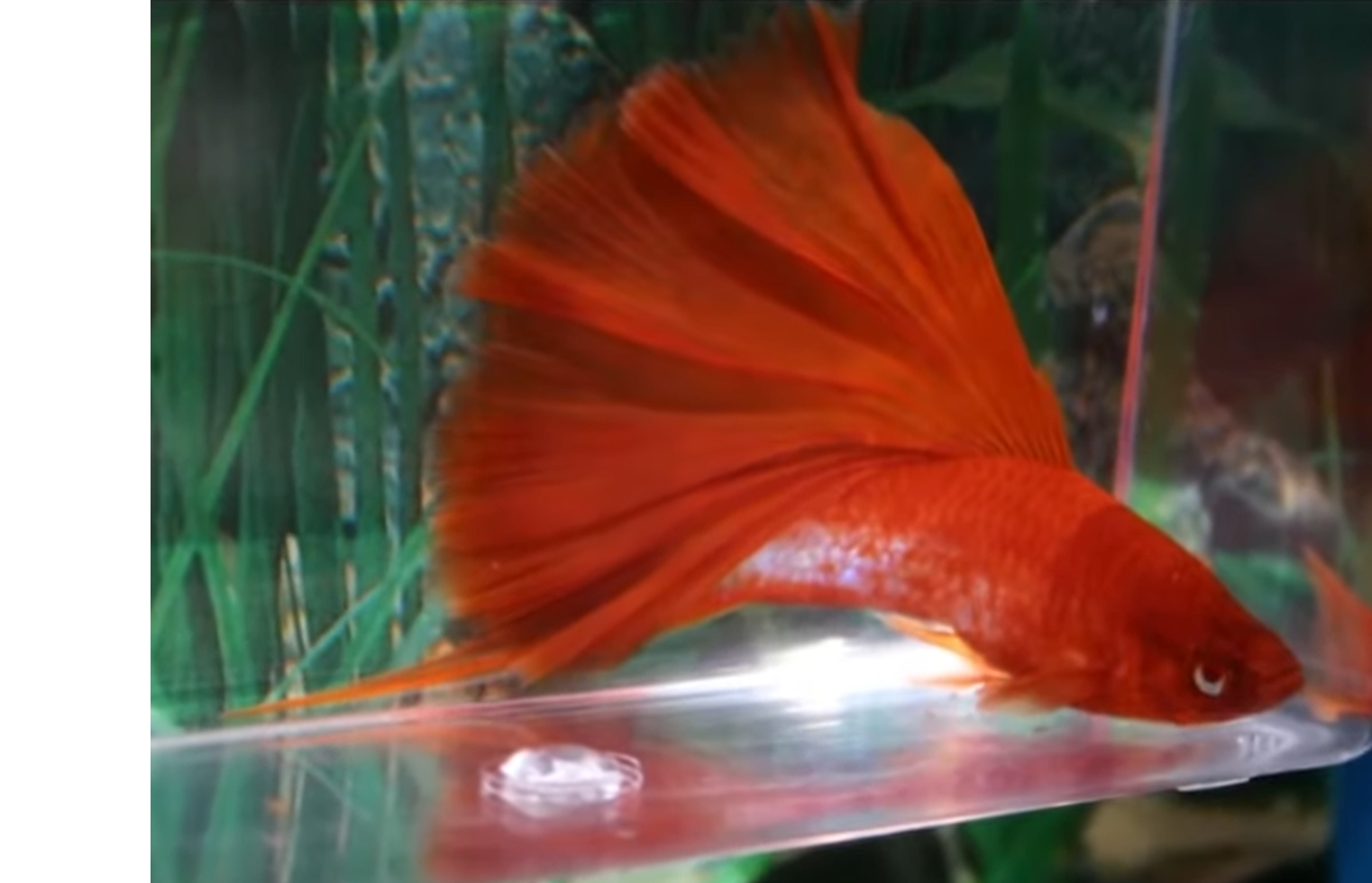 Hi fin albino swordtail