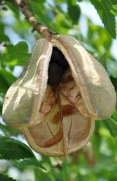 yellowhorn seedpod