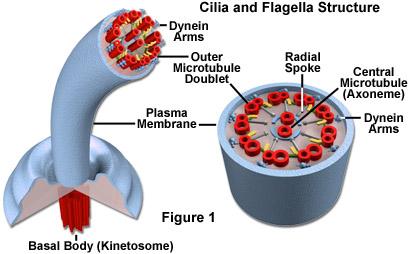 ciliaandflagellafigure1.jpg