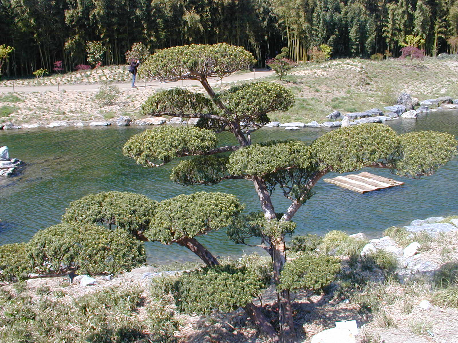 Die Japanische Eibe ist eine immergrüne Pflanze, die für Töpfe verwendet werden kann