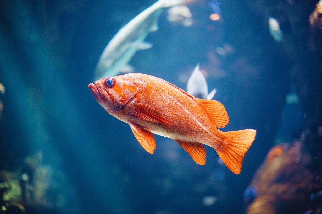 Do Fish Feel Pain? New Welfare Standards Focus on Aquatic Animals.