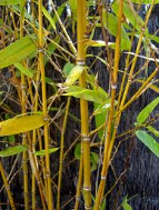 golden bamboo