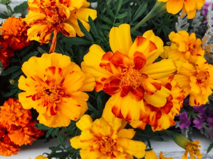 Flower Bouquet Delivery- SnapBlooms.com