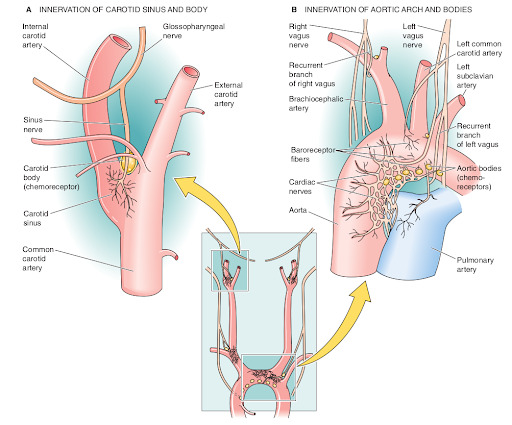 Figura 4 - representação dos barorreceptores no seio carotídeo e no arco aórtico (referência 10, página 535).
