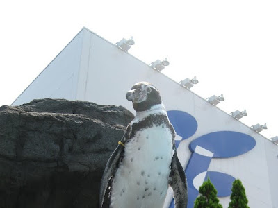 [最も欲しかった] フンボルトペンギン 増えすぎ 193244