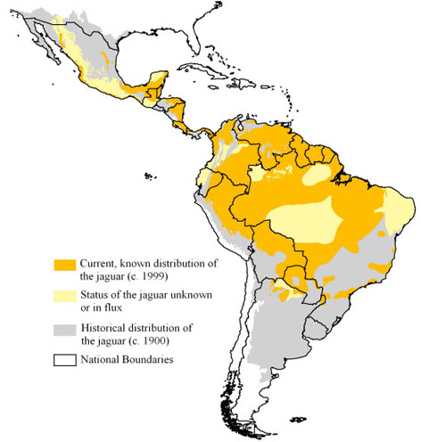 Capture and Immobilization of Free-living Jaguars (Panthera onca) | IVIS