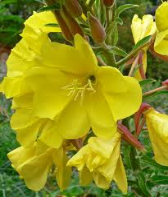 evening primrose flower