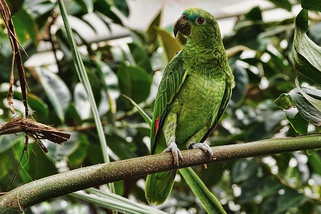 About Parrot in Hindi