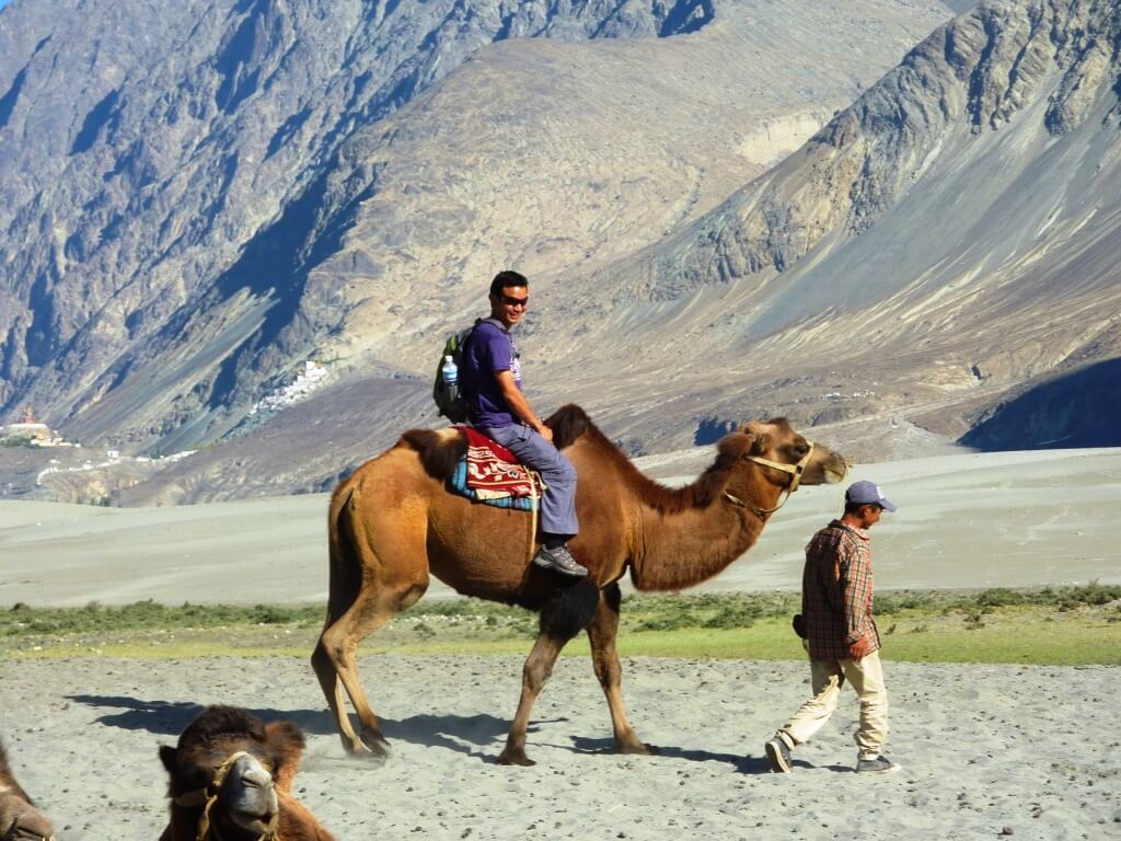 bactrian camel safari, nubra valley, hunder ladakh
