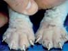 Dermatological consequences of a deficiency of sulphur containing amino-acids in a domestic short hair cat. Note the hyperkeratosis and swelling of the paws. 