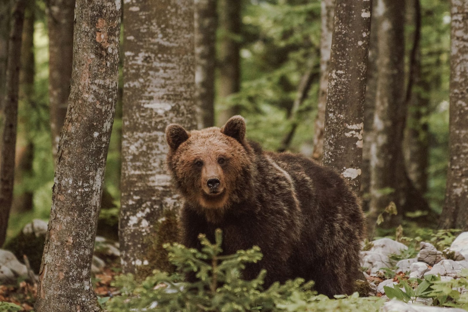 Brown bear mother in woods