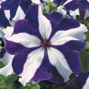 Petunia Tritunia Blue Star F1