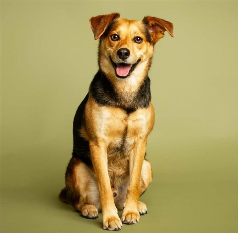 German Shepherd Beagle Mix - Everything You Need to Know