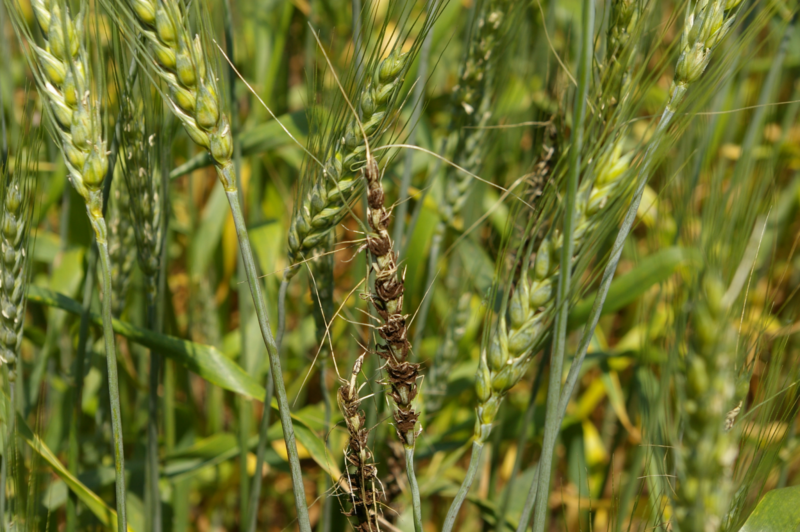 wheat loose smut