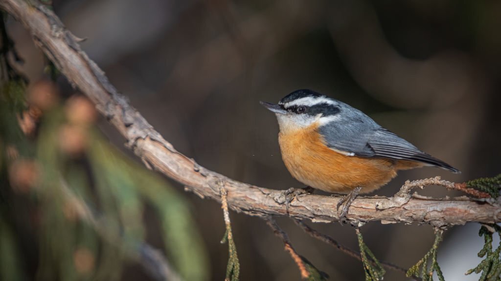 25+ ORANGE Breasted Birds 2023 [incl Pictures]