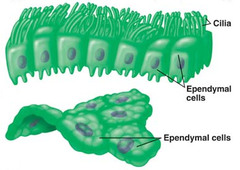 Ependymal cells