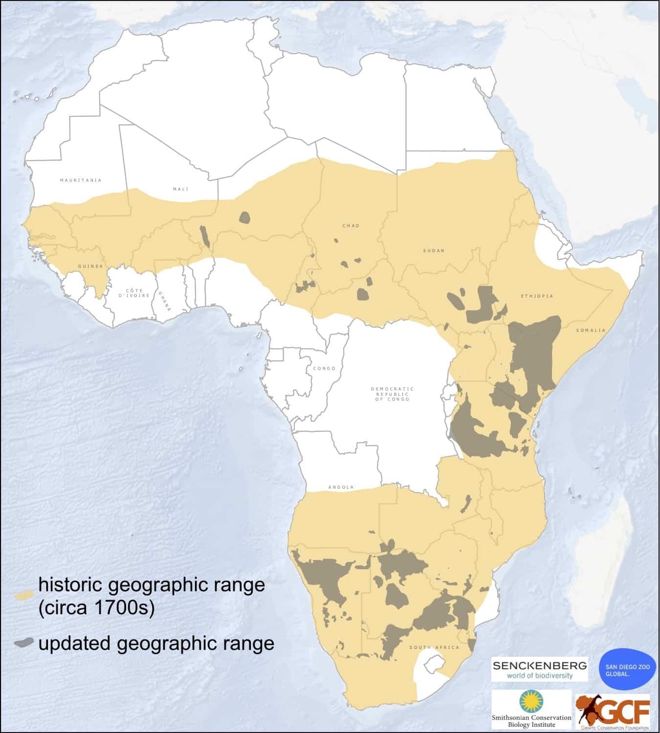 Giraffes have lost much of their range!
