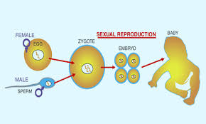 Image result for examples of sexual reproduction