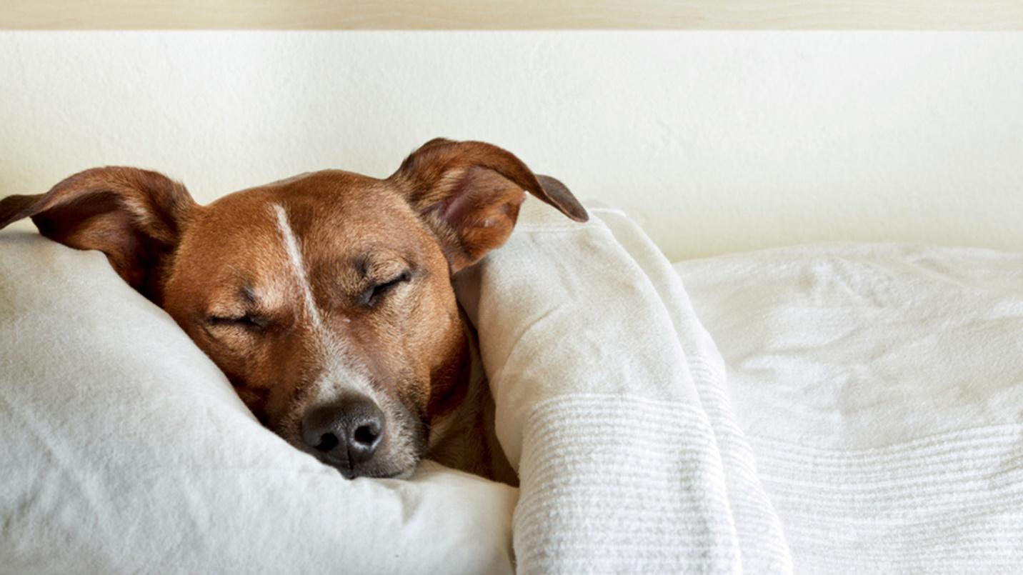 Want better sleep? Maybe let your dog in the bedroom after all