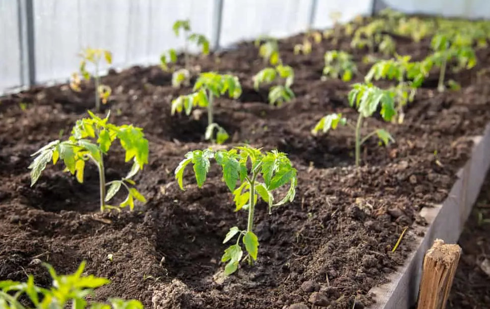 Provide Good Plant Spacing