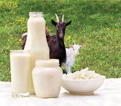 susu kambing
