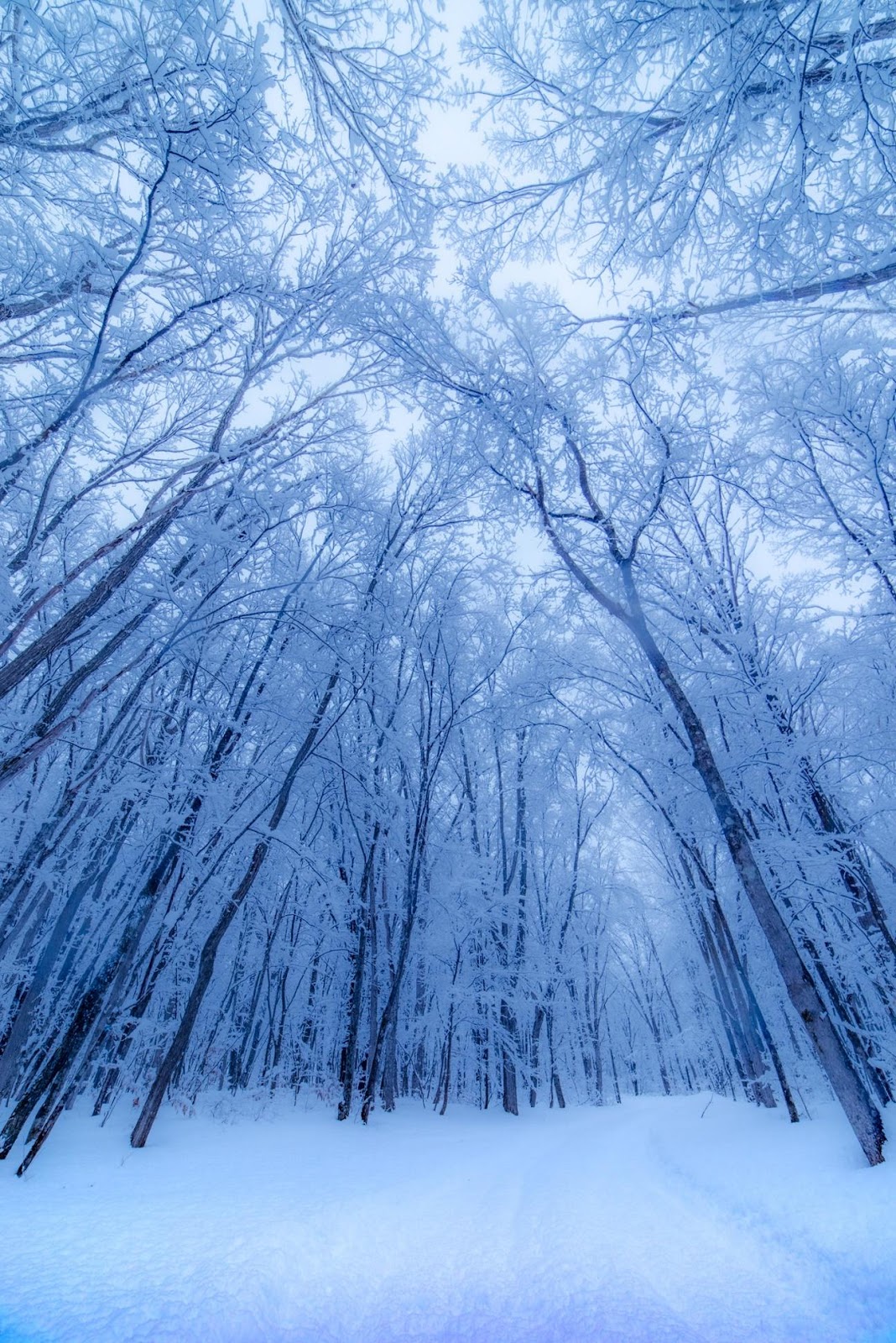 冬の厚真町の森
