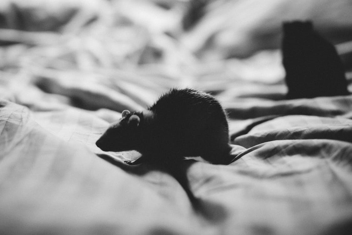 a rat crawling across a bed