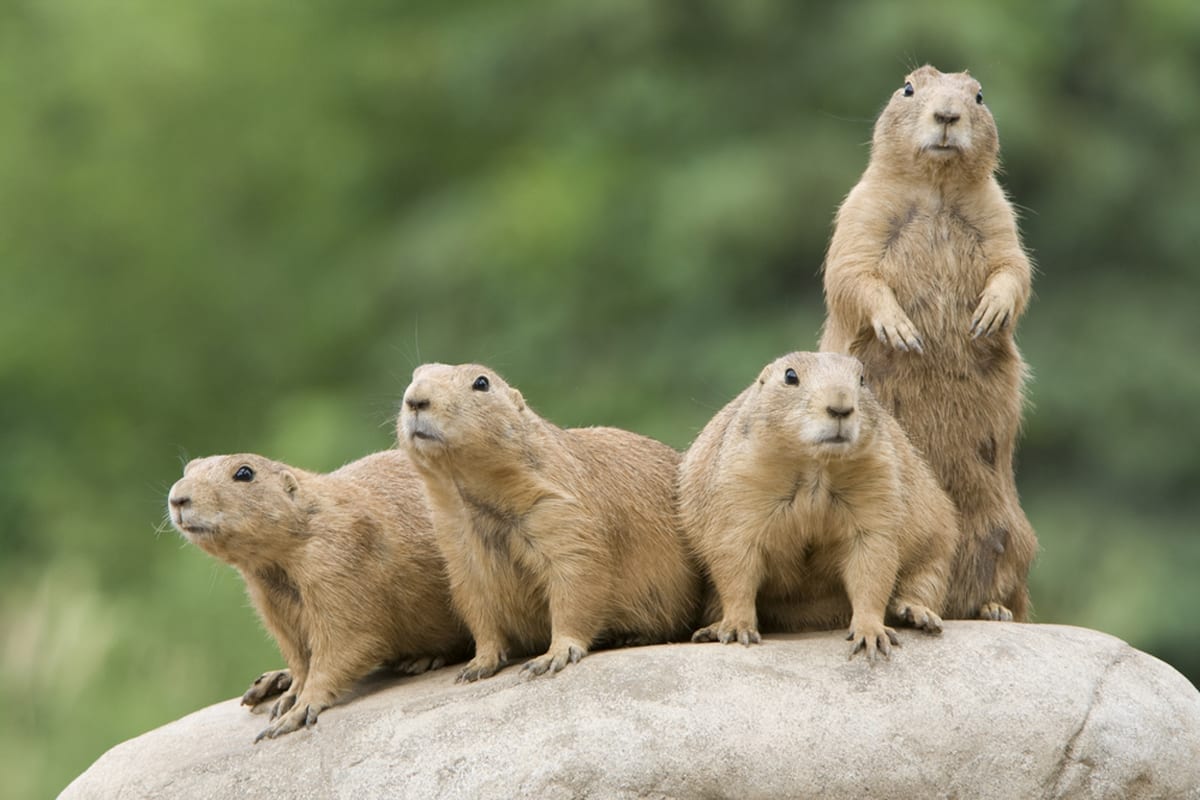 Prairie Dogs Fun Facts