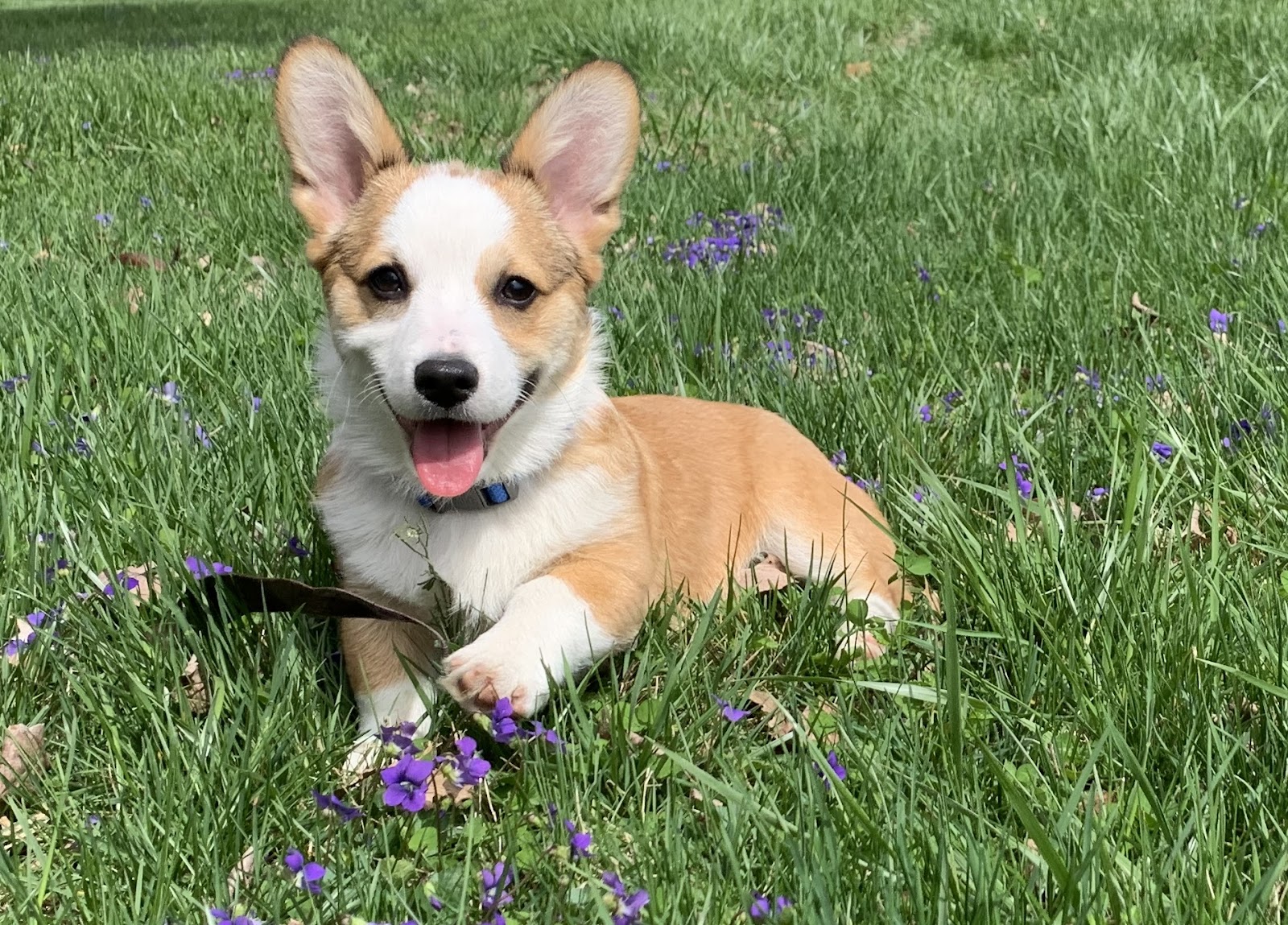 Cute little corgi puppy in the grass