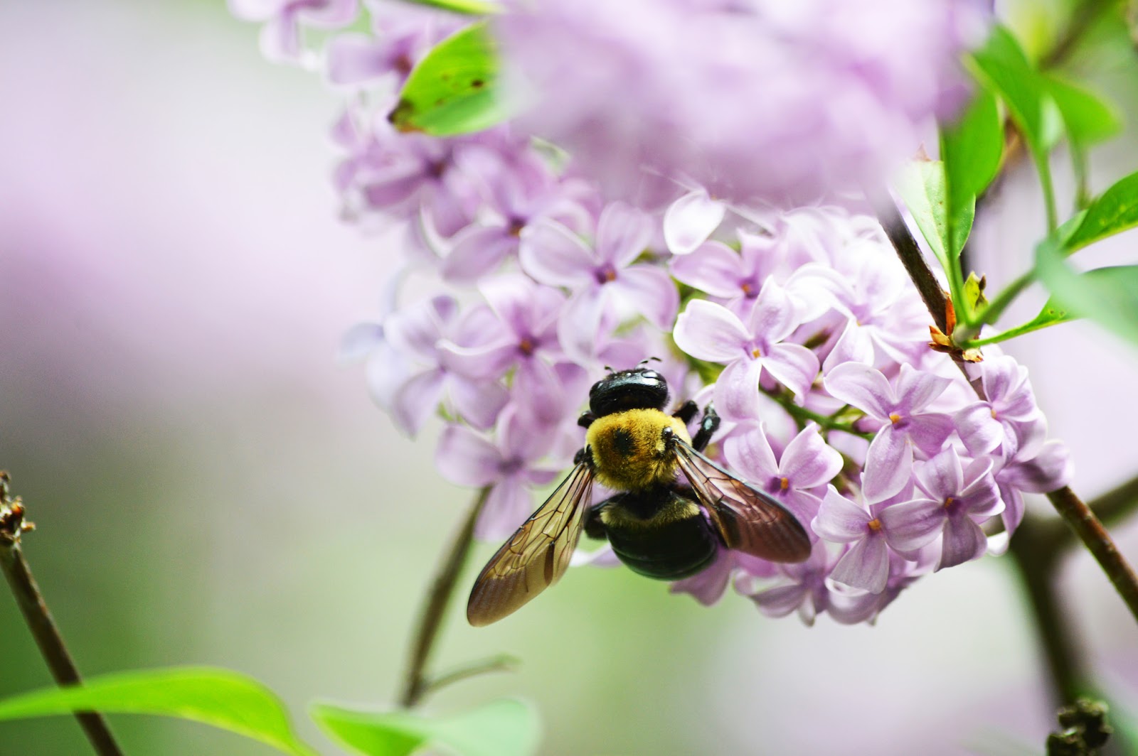 photo showing a bee at a lavender flower