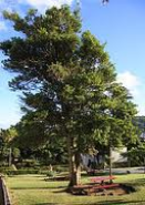 laurel tree