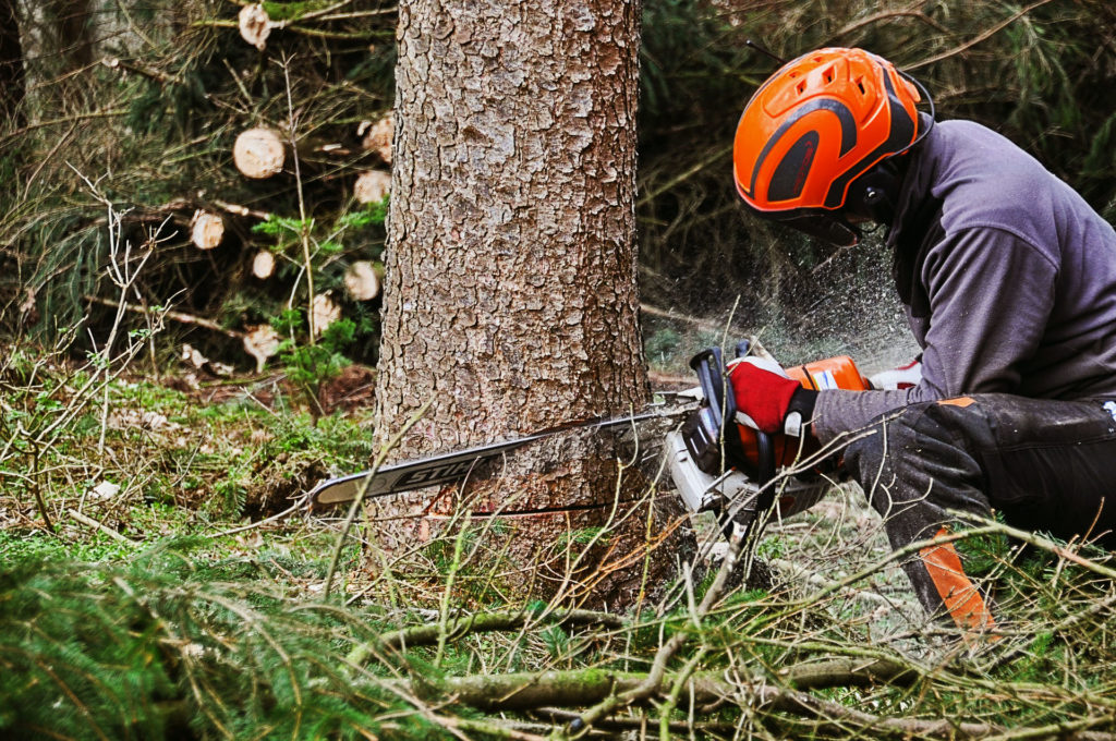 Professional Tree Removal