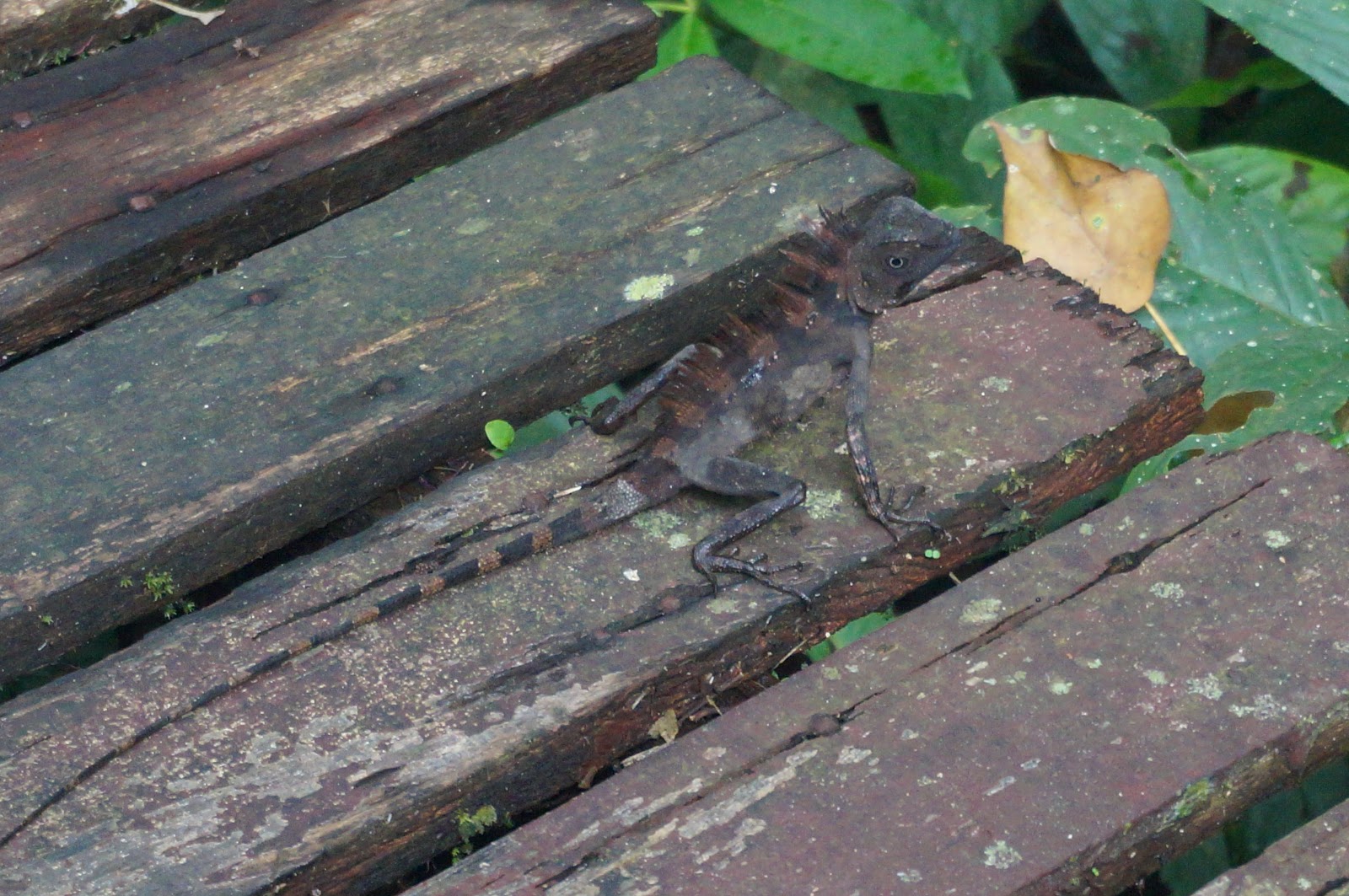 DSC08619.JPG