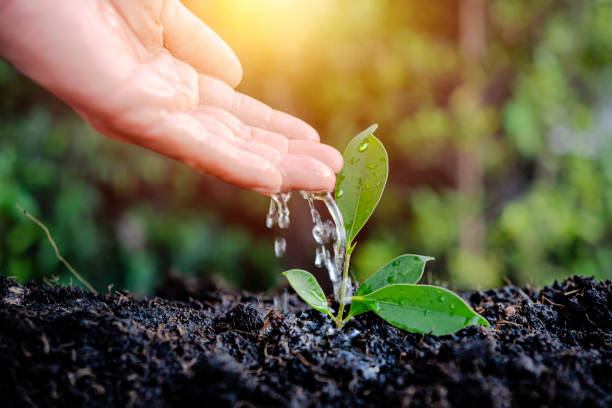 Watering by Hand