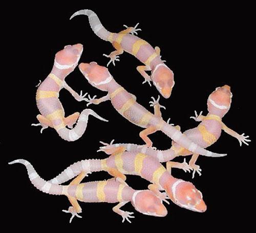 Image result for baby leopard geckos