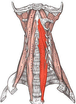 Longus colli muscle - Wikipedia
