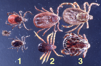 Various tick species (Courtesy of James. L Occi).