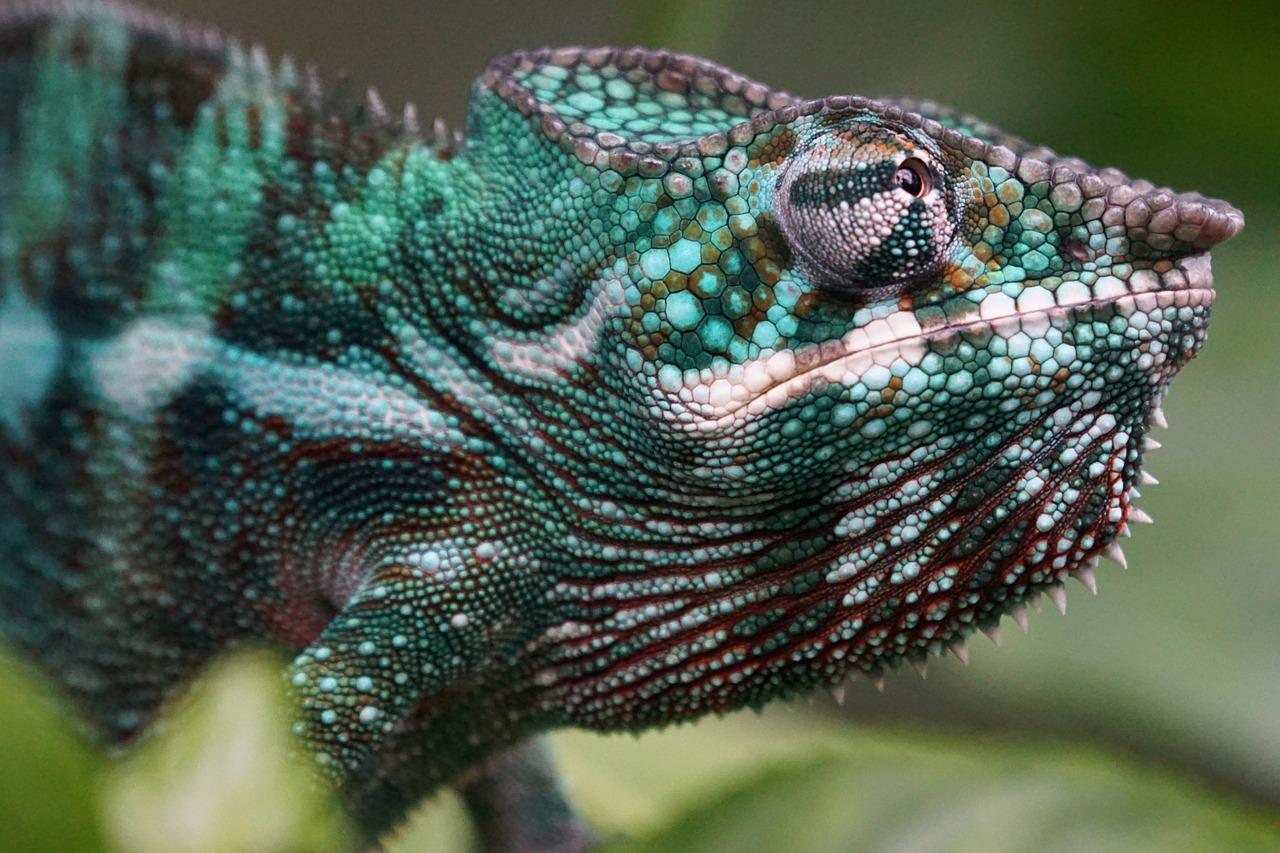 behavior of Panther Chameleon