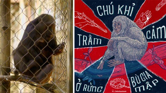 Chú khỉ bị trầm cảm tại vườn quốc gia Bù Gia Mập và hình vẽ minh họa của sinh viên đại học HUTECH, Nguyễn Hoàng Minh Hiếu