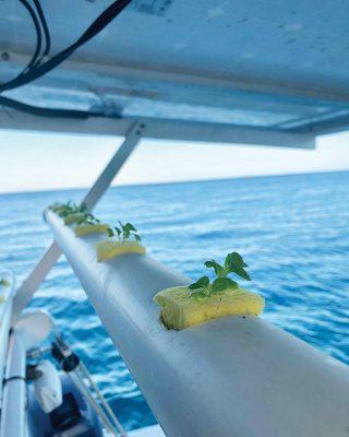 growing-food-on-boats-hydroponic-sponges-credit-Chasing-Eden