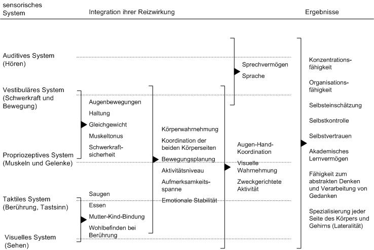 Sensorische Integration (nach AYRES).jpg
