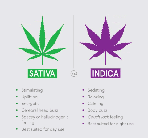 Indica-vs-satica-how-it-feels-different_large